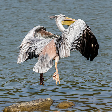Pink backed pelican