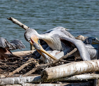 Pink backed pelican