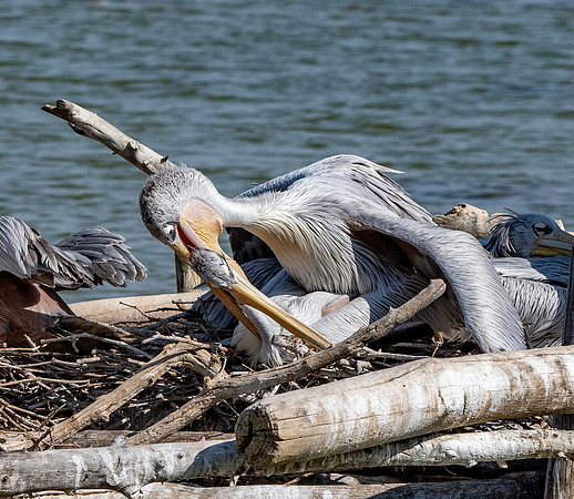 Pink backed pelican