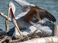 Pink backed pelican