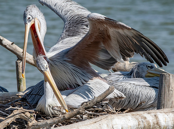 Pink backed pelican