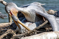 Pink backed pelican