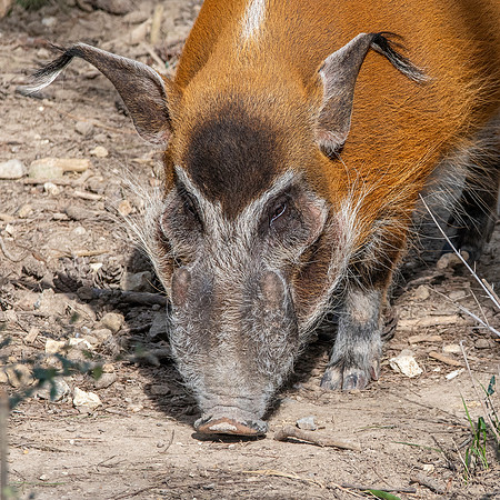 Red river hog