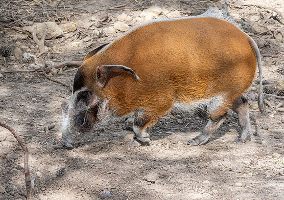 Red river hog