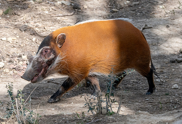 Red river hog