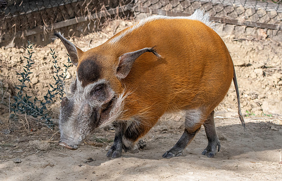 Red river hog