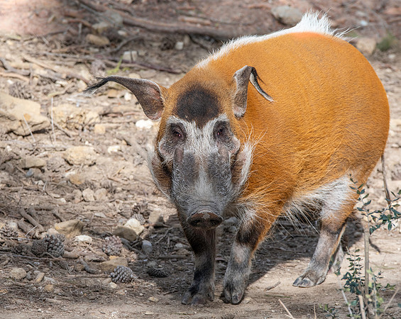 Red river hog