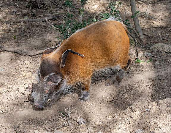 Red river hog