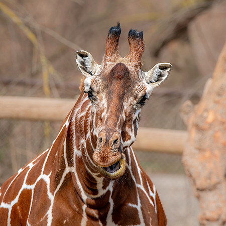 Reticulated giraffe