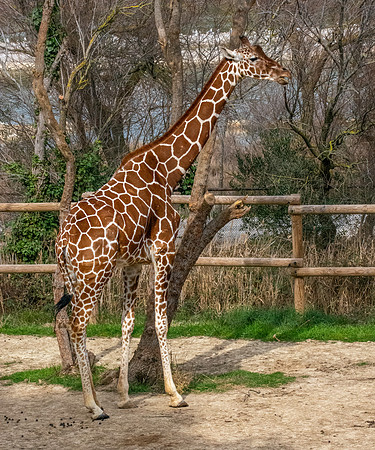 Reticulated giraffe
