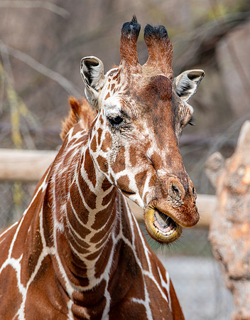 Reticulated giraffe