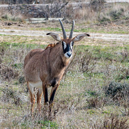 Roan antelope