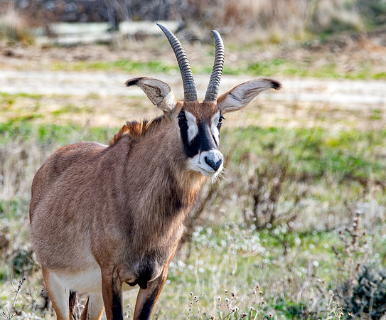 Roan antelope