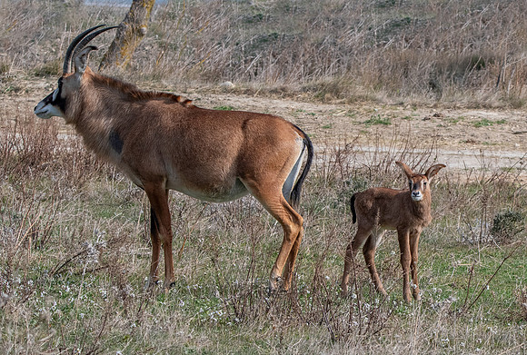 Roan antelope