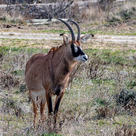 Roan antelope