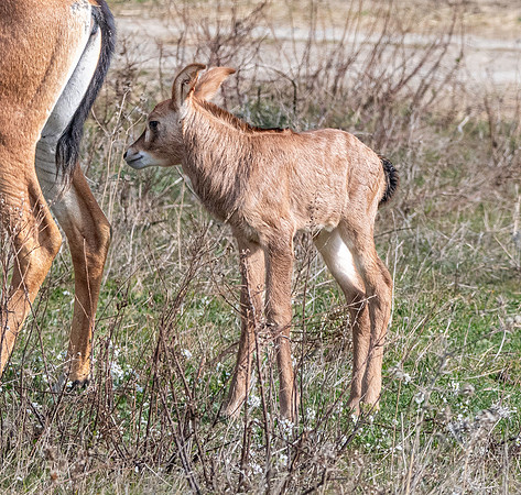 Roan antelope
