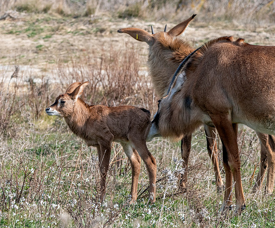 Roan antelope