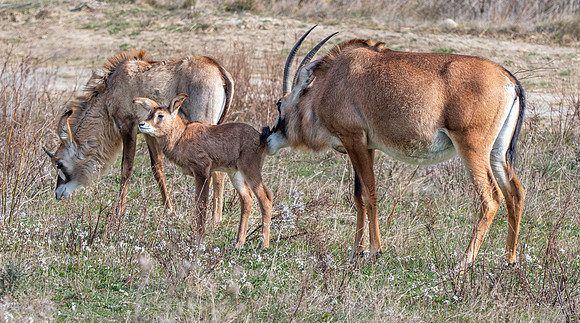 Roan antelope