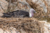 Ruppell's griffon vulture