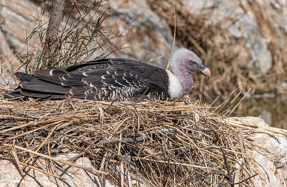 Ruppell's griffon vulture