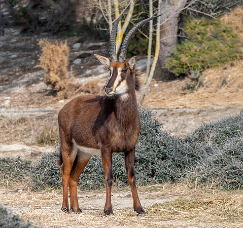 Sable antelope