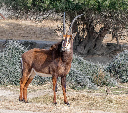 Sable antelope