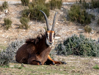 Sable antelope