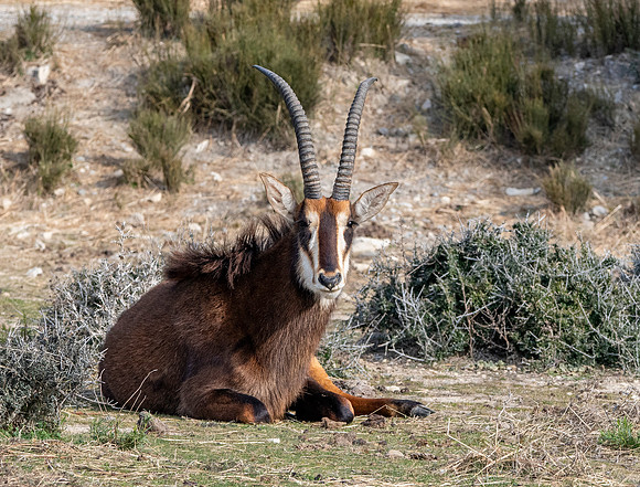 Sable antelope