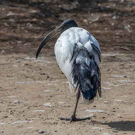 Sacred Ibis
