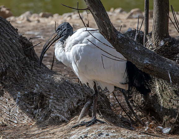 Sacred Ibis