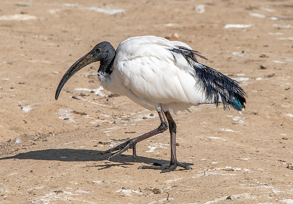 Sacred Ibis
