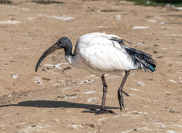 Sacred Ibis