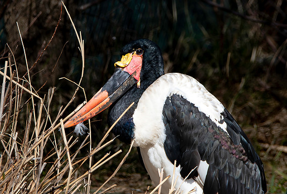 Saddle billed stork