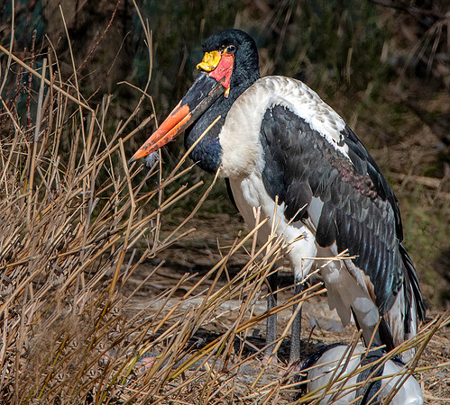 Saddle billed stork