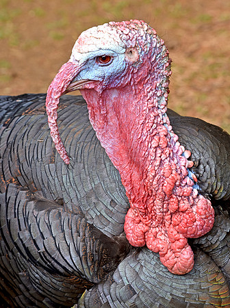 Norfolk bronze turkey