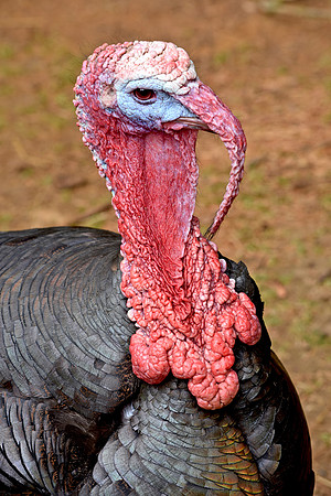 Norfolk bronze turkey