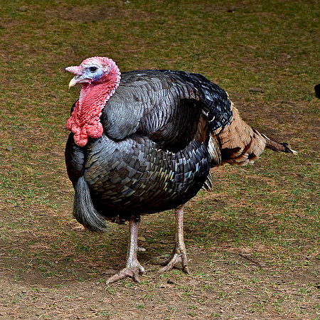 Norfolk bronze turkey