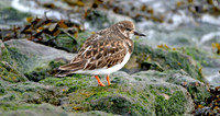 Ruddy Turnstone