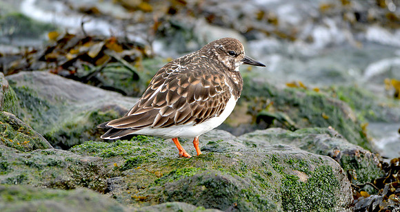 Ruddy Turnstone