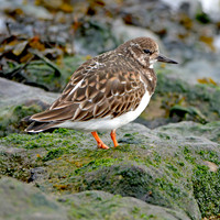 Ruddy Turnstone