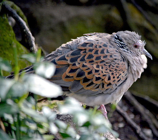 Turtle dove