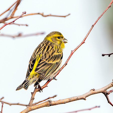 European serin
