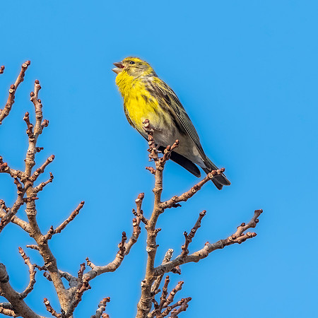 European serin