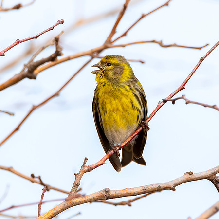 European serin