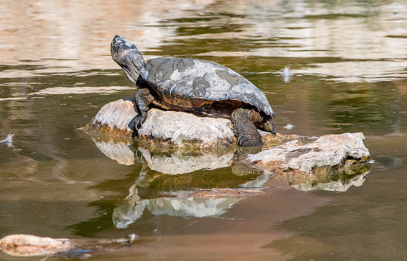 Serrated hinged terrapin