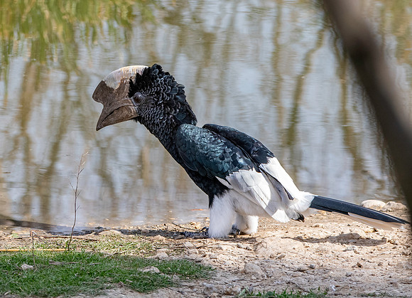 Silvery cheeked hornbill