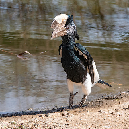 Silvery cheeked hornbill