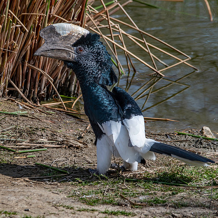 Silvery cheeked hornbill