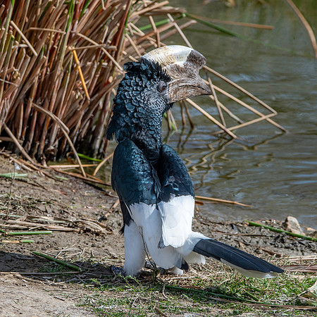 Silvery cheeked hornbill