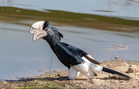 Silvery cheeked hornbill
